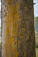 proche en haut photo surface texture de arbre tronc sur cour, avec Jaune mousse. proche en haut photo surface texture de arbre tronc sur cour, avec Jaune mousse.