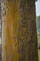 proche en haut photo surface texture de arbre tronc sur cour, avec Jaune mousse. proche en haut photo surface texture de arbre tronc sur cour, avec Jaune mousse.