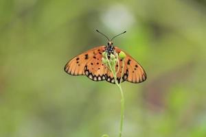 une magnifique papillon perché sur une sauvage plante pendant une très ensoleillé journée photo