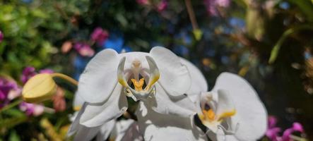 blanc orchidée fleur dans Accueil jardin avec ciel Contexte. photo