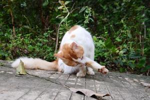 une blanc Masculin chat est en jouant en plein air photo