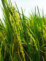 oryza sativa plante photo