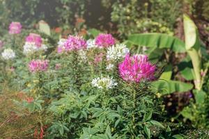 fleurs roses dans le jardin photo