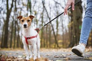 femme avec promenade de chien dans le parc d'automne photo