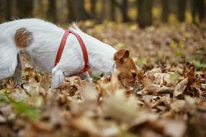 chien marchant dans le parc d'automne avec des feuilles photo