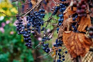 grappe de raisin mûre sur la vigne. récolte d'automne photo