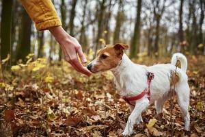 femme avec promenade de chien dans le parc d'automne photo