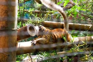 sélectif concentrer de peau d'or lémuriens cette sont escalade le le fer de leur cages. photo