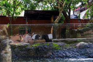 sélectif concentrer de asiatique tapir qui sont relaxant dans leur cages. photo