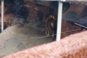 sélectif concentrer de les Lions mensonge dans leur bordé d'arbres cages. photo