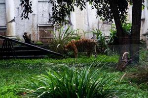 sélectif concentrer de sibérien tigres qui sont en marchant tranquille dans leur cages. photo