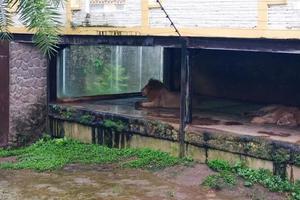 sélectif concentrer de les Lions mensonge dans leur bordé d'arbres cages. photo