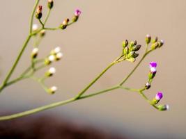 petite fleur d'ironweed dans la lumière du matin photo