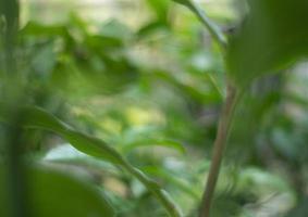 arrière-plan flou naturel à l'extérieur dans des tons verts et jaunes, arrière-plan flou de feuille d'arbre vert avec bokeh photo