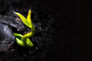 Feuilles de bourgeon de jeunes plants de plantes au sol photo