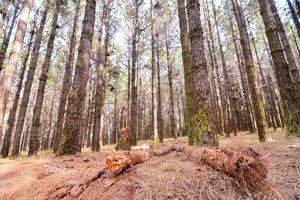 grand forêt des arbres photo