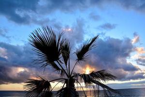 palmier au coucher du soleil photo