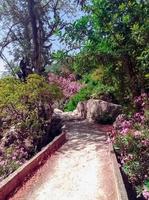 explorer le beauté de une petit pont plus de une vallée de fleurs dans le cœur de la nature tranquille et pittoresque paysages photo