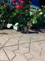 adorable chaton dans le cœur de une épanouissement jardin photo