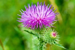 belle racine de fleur de plus en plus bardane chardon sur fond prairie photo