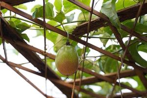 le passion fruit a un ovale forme, une épais, huileux couenne. là sont beaucoup des graines à l'intérieur le fruit. il est une en bonne santé fruit avec haute fibre contenu. doux et sélectif se concentrer. photo