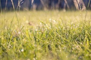 rosée de l'herbe verte le matin photo