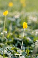 mise au point sélective d'une fleur pétale jaune photo