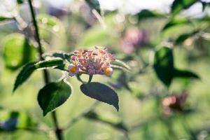 gros plan de fleurs en grappes le matin photo