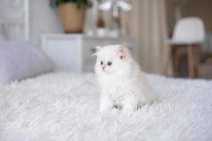 blanc cheveux longs Britanique chaton photo