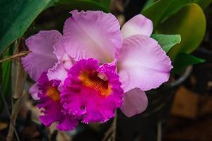 photo de orchidée fleur épanouissement dans le jardin