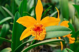 photo de orchidée fleur épanouissement dans le jardin