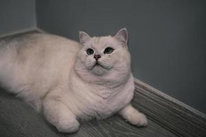 portrait de blanc argent point chat à la recherche en haut photo