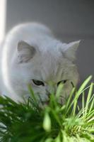une blanc chaton en mangeant chat herbe photo
