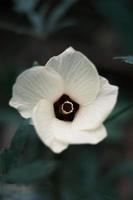 blanc gombo fleurs dans Floraison photo