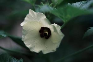 blanc gombo fleurs dans Floraison photo