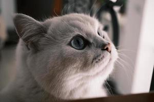 portrait de une blanc chat sur le escaliers photo