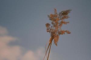 d'or roseau herbe et ciel bleu Contexte photo