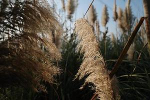 d'or roseau herbe et ciel photo