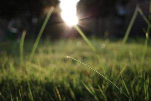 chien queue herbe dans le le coucher du soleil photo