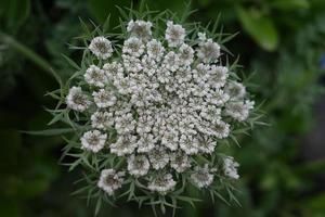 blanc sauvage un radis fleur macro photo