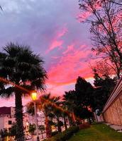 serein jardin avec une imposant paume arbre, offre une paisible échapper de le animé rue photo