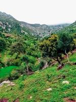 découvrir le majestueux beauté de chêne des arbres vers le bas le pente une périple dans le cœur de la nature grandeur et tranquillité photo