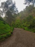 découvrir le paysage de Naturel Montagne chemin parmi le pin des arbres photo