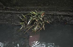 sauvage herbe plante sur sale à l'extérieur mur et foncé rivière l'eau égout. mauvais pour la santé verdure photo. photo