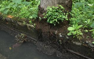 sauvage arbre plante avec longue foncé les racines est en buvant sale noir foncé rivière égout l'eau. mauvais pour la santé Publique parc plante dehors. botanique à thème la photographie. photo