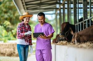jeune agriculteur asiatique femme et homme avec tablette pc et vaches dans l'étable de la ferme laitière. industrie agricole, agriculture, personnes, technologie et concept d'élevage. photo