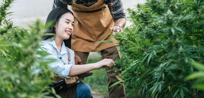 portrait d'une femme et d'un homme asiatiques chercheur de marijuana vérifiant la plantation de cannabis de marijuana dans une ferme de cannabis, cannabis agricole commercial. concept d'entreprise de cannabis et de médecine alternative. photo
