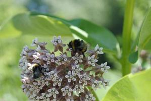 une abeille est assis sur une fleur en dessous de le brillant Soleil. abeille recueille pollen photo