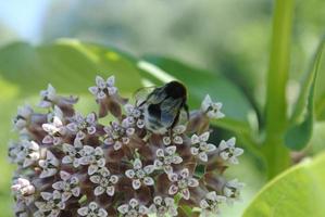 une abeille est assis sur une fleur en dessous de le brillant Soleil. abeille recueille pollen photo