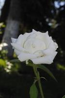 magnifique blanc Rose dans le été jardin photo